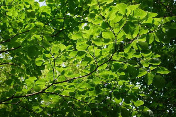 Photo de branches vertes laissant passer les rayons du soleil