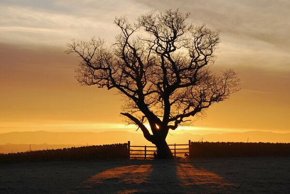 Árbol sobre un hermoso fondo de puesta de sol