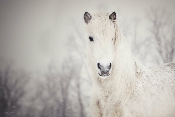 Weißes Pferd auf schneeweißem Hintergrund