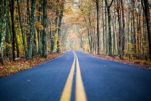 Der Weg in den endlosen Herbst im Wald