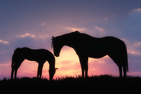 Horses in the meadow at sunset, the eternal walk of the foal