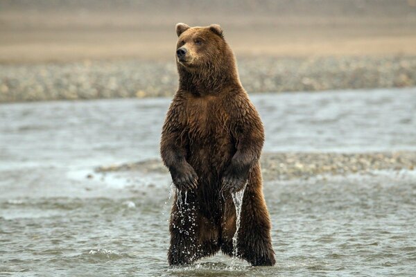 Ours posant debout sur ses pieds