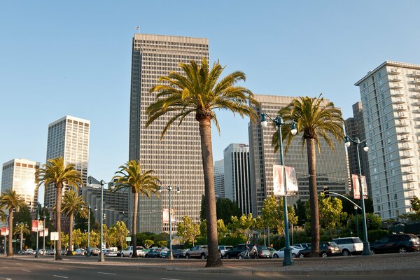 Palm trees on the background of San Francisco