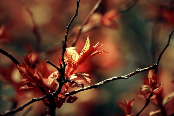 Beautiful leaves on thin twigs