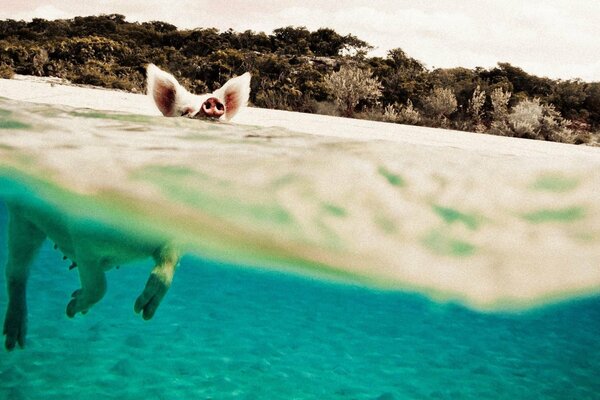 Cochon nage dans l eau bleue