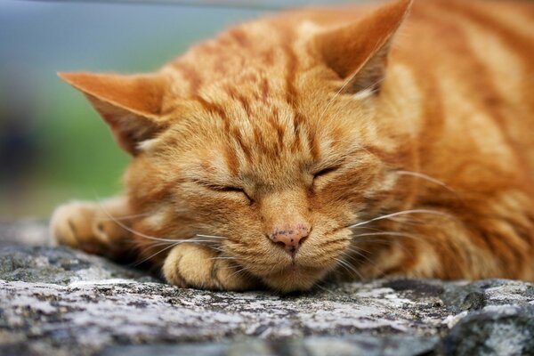 Die rote Katze schläft. Makroaufnahme