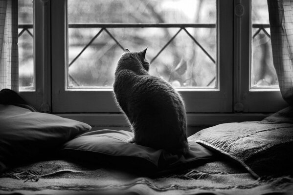 Czarno-białe zdjęcie. Kot patrzy przez okno