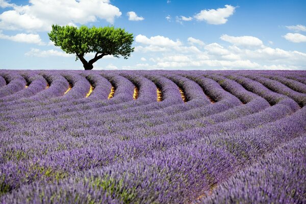 Campos de lavanda simétricos y árbol verde