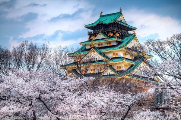 Cherry blossom in spring in Japan