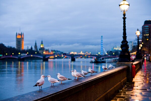 Birds on the London waterfront