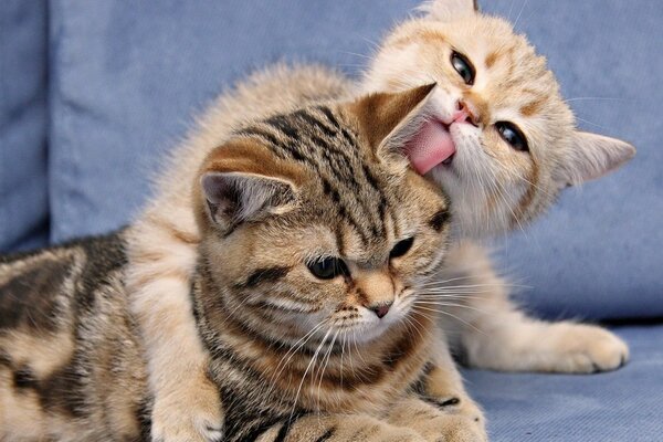 Two kittens are lying in an embrace