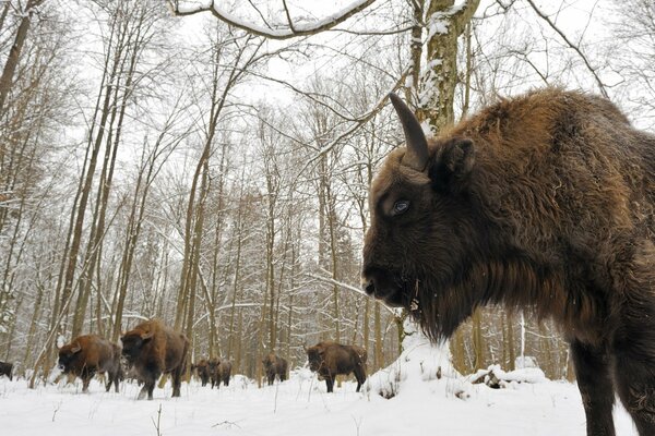 Eine Herde von Bisons im Wald von Bialowieza