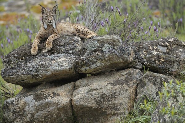 Forest cat resting on a rock