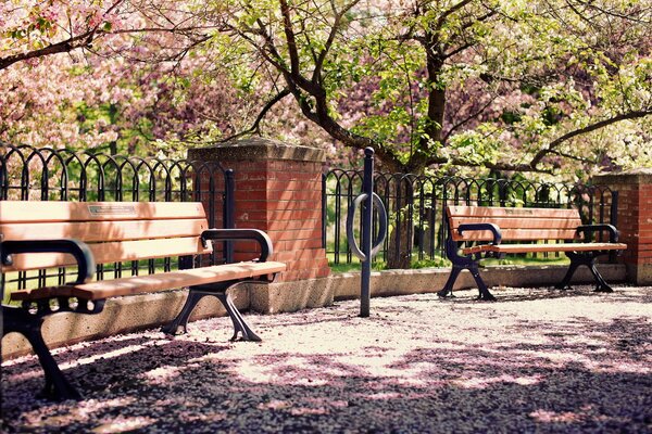 Benches in spring under a cherry blossom