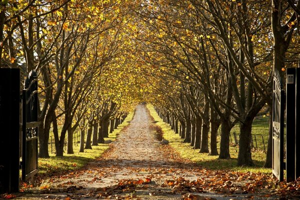 The path of the autumn park with fallen leaves