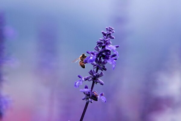 Abeja en una flor púrpura cerca