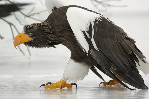 Griffon dangereux avec d énormes griffes