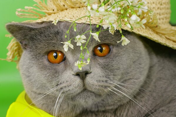 Gatto indossa un cappello con fiori