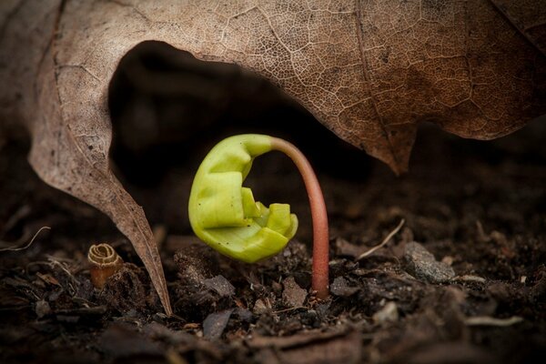 Macro shooting of a sprout under a dry maple leaf