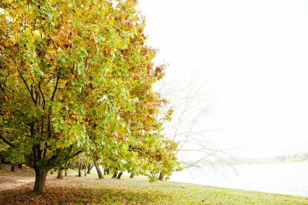 Alberi ingiallenti in uno stagno con lettiera di foglie