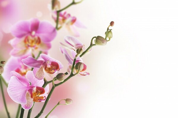 Flores con pétalos de rosa en la rama