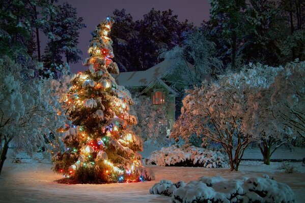 Snow-covered Christmas tree in the forest