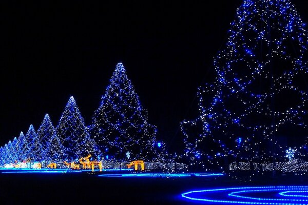 Vicolo degli alberi di Natale di notte