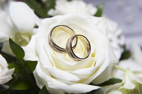 Wedding rings on a white rose