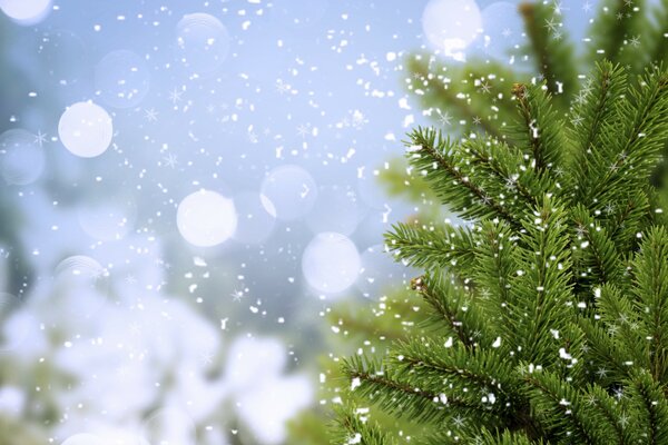 Snow-white snowflakes falling on a green Christmas tree