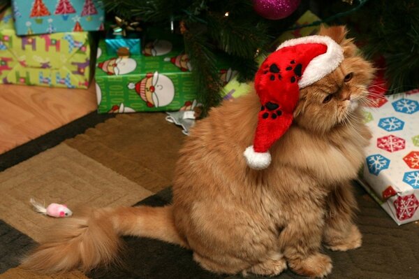 Eine Katze in einer roten Kappe wie der Weihnachtsmann