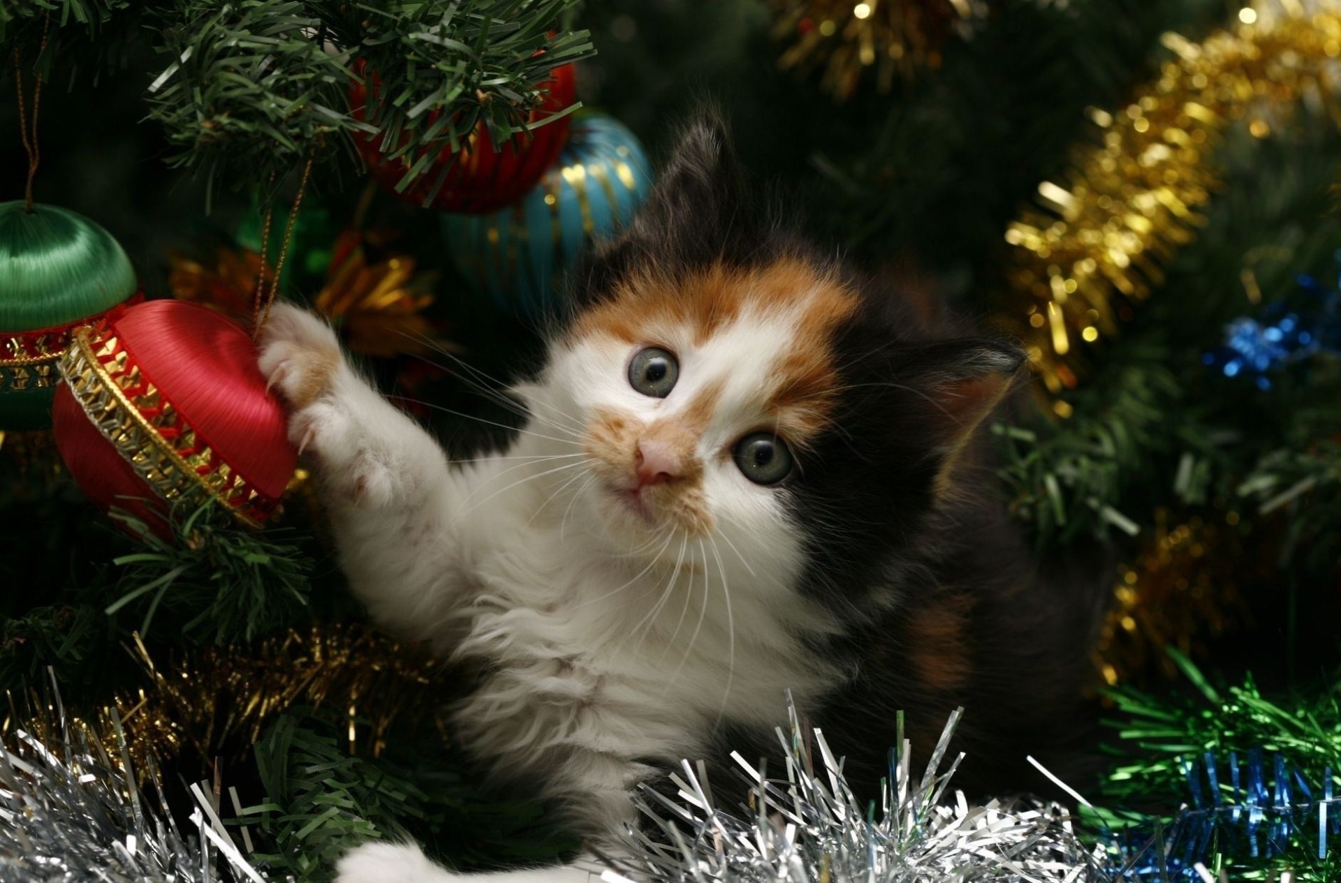 weihnachtsbaum katze neujahr urlaub lametta