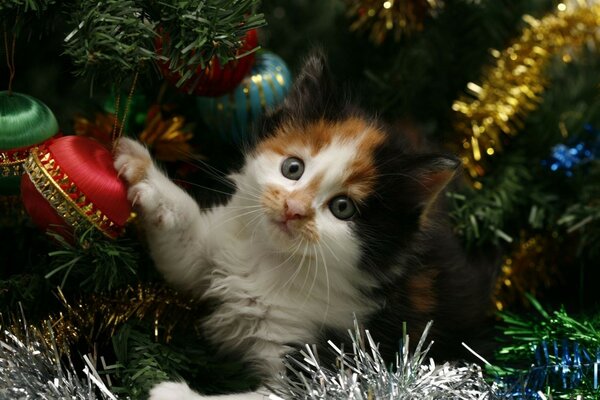 The kitten is sitting among the Christmas tree toys