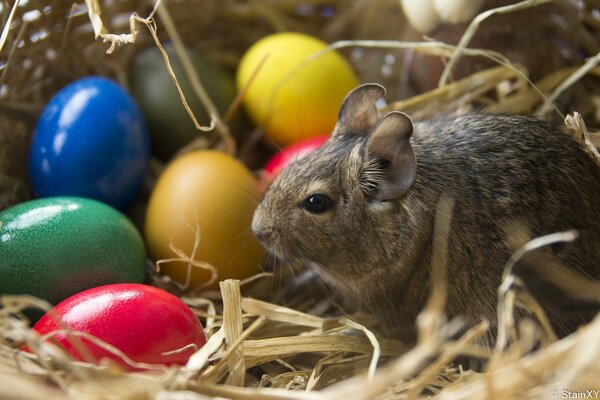 Chinchilla in einem Korb mit farbigen Eiern