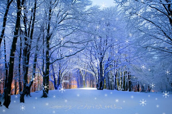 Winter forest with sparkling snowflakes