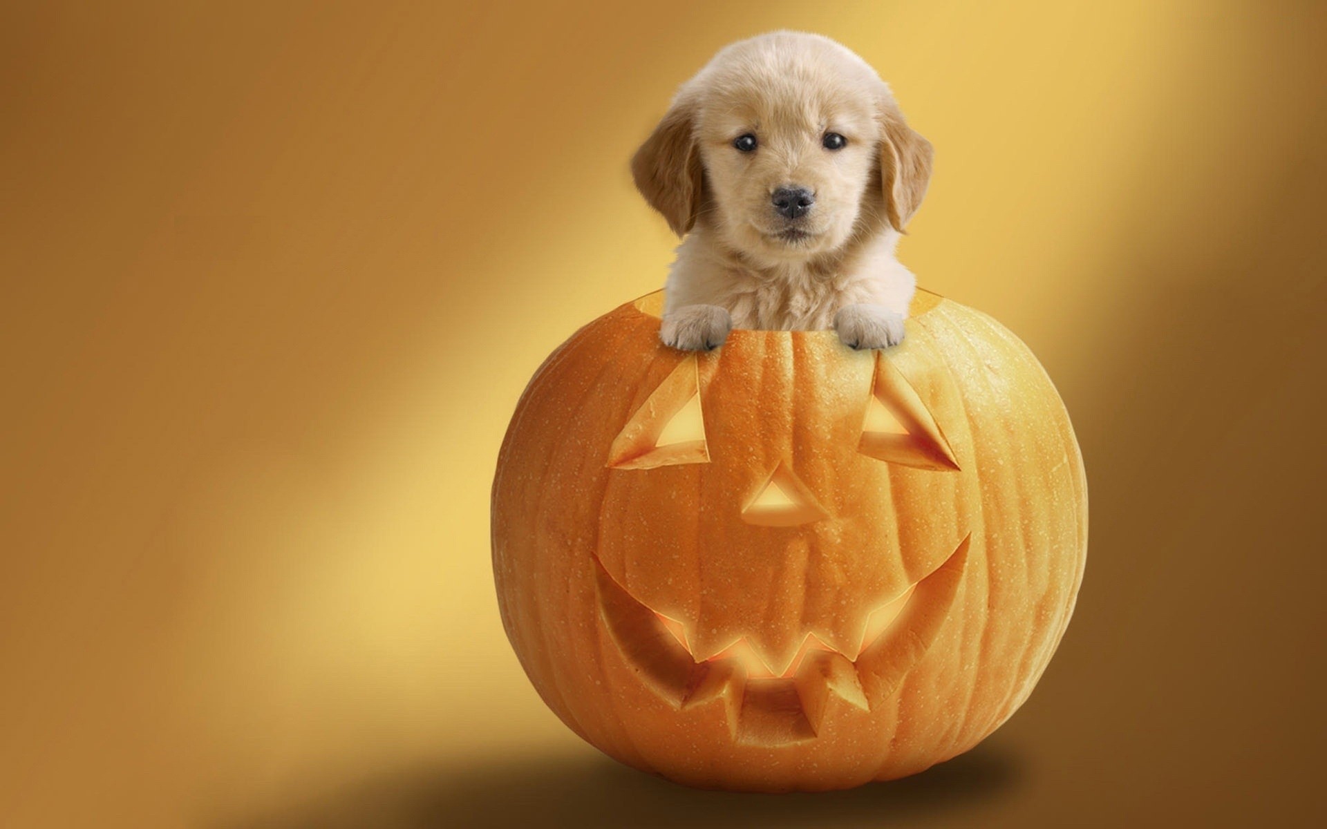 halloween vacances citrouille fond chien