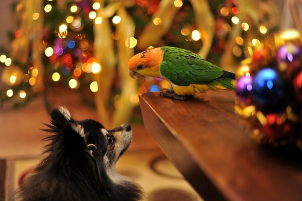 A dog and a parrot on a festive background