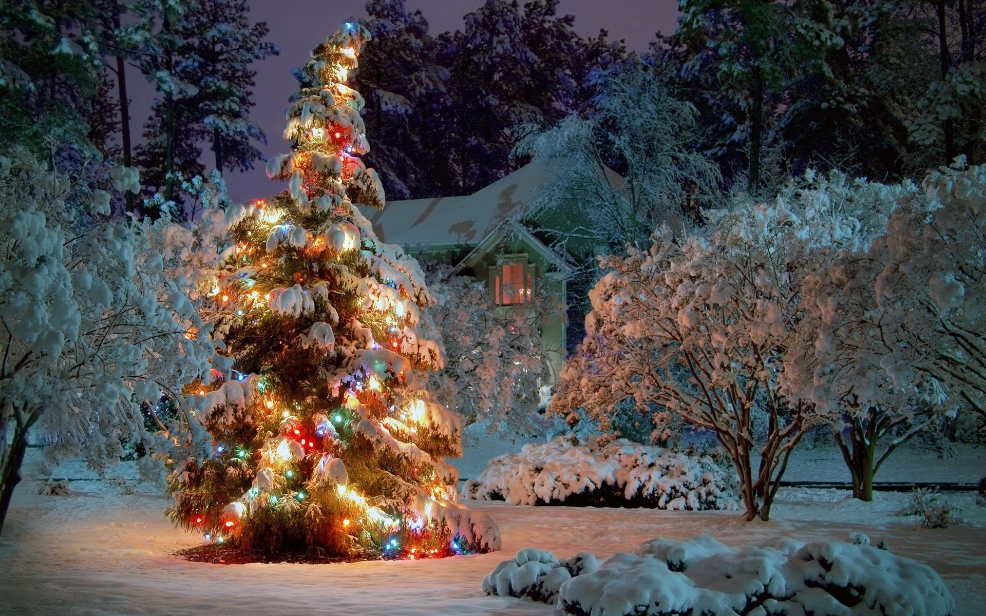 christmas tree tree snow new year