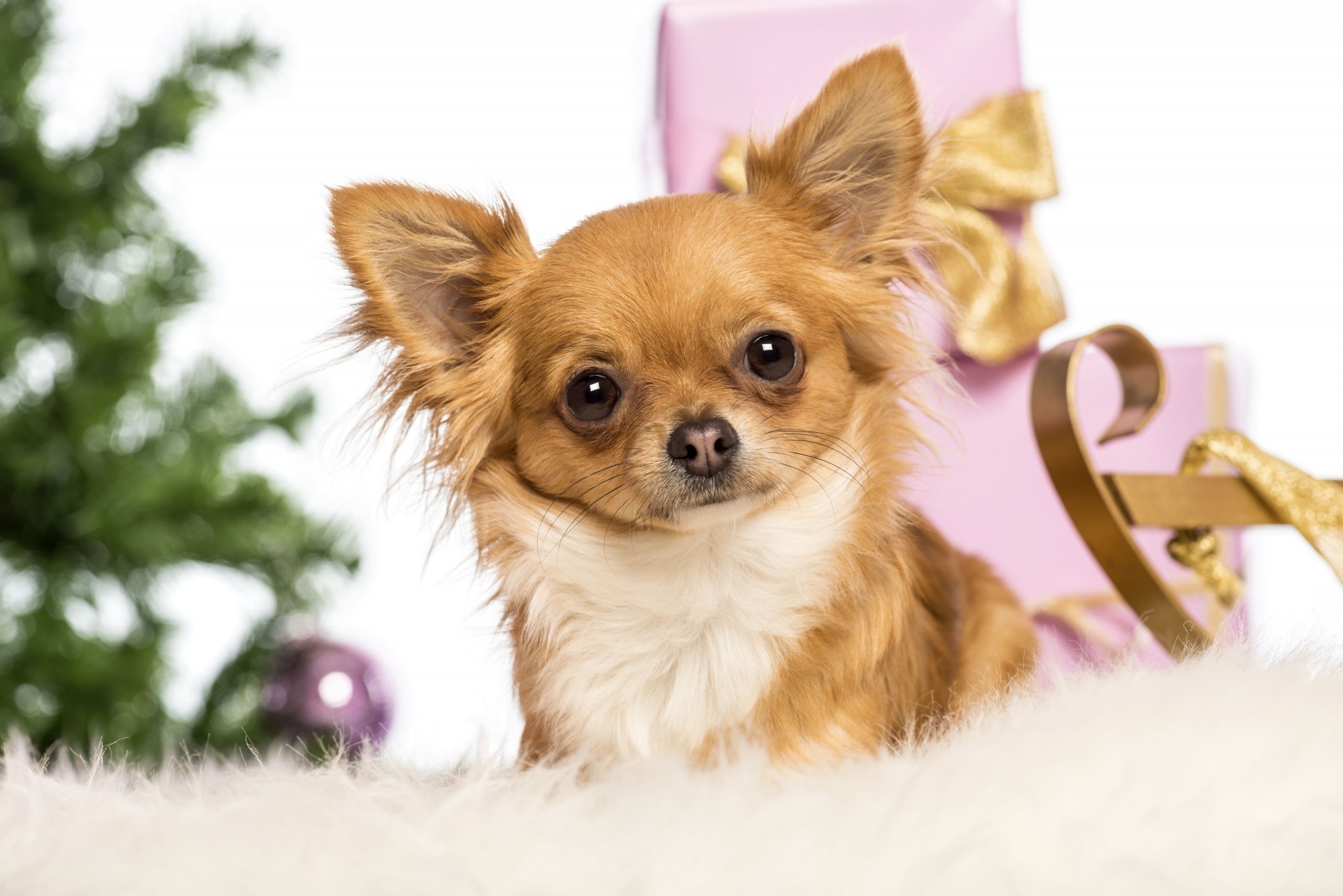 perro belleza año nuevo chihuahua cajas