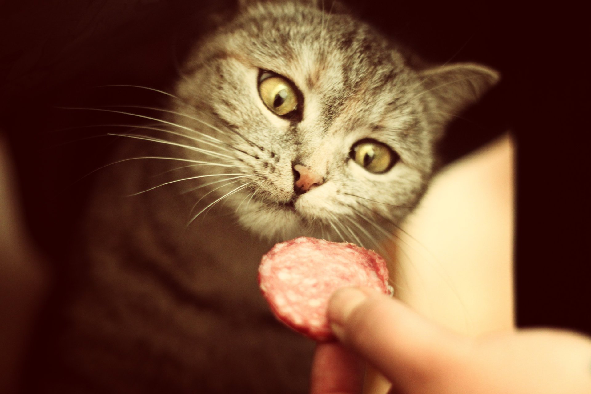 augen wurst katze