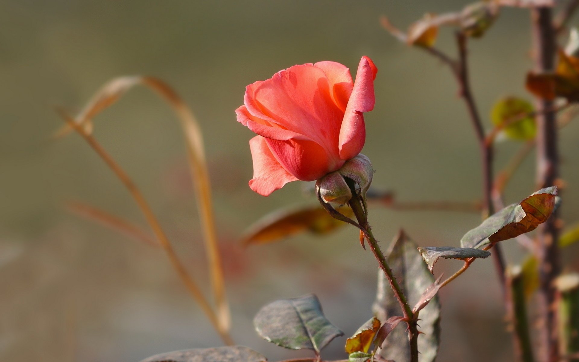 rose flowers nature