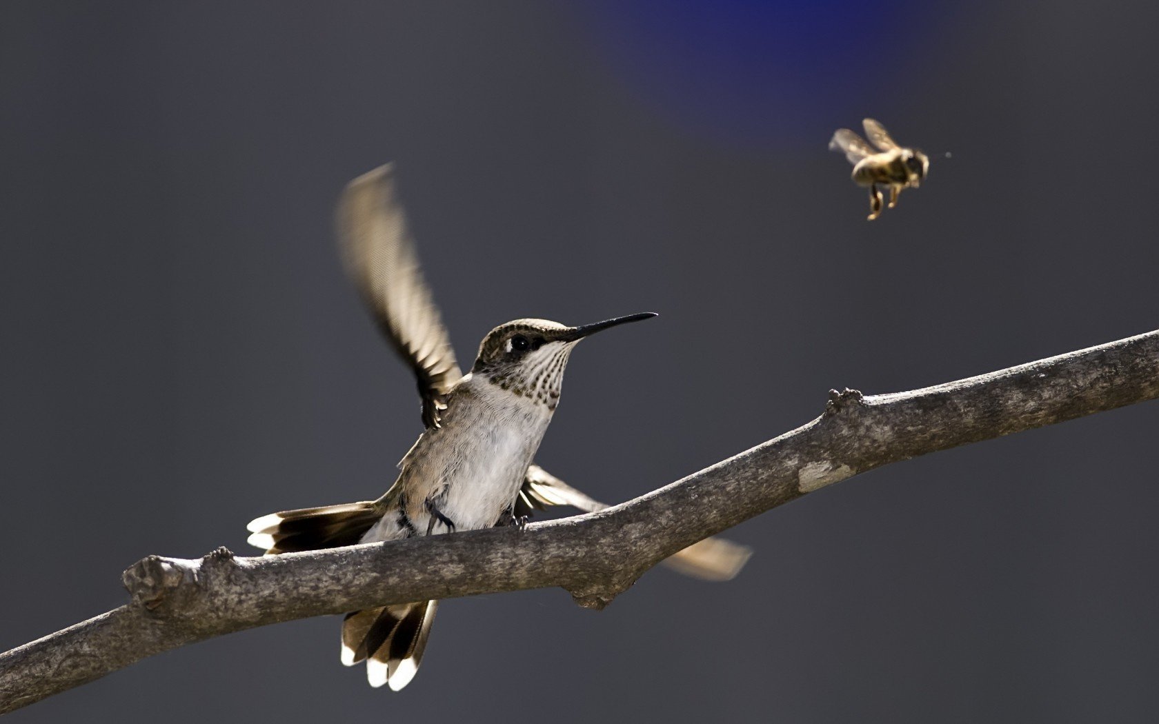 naturaleza pájaro rama