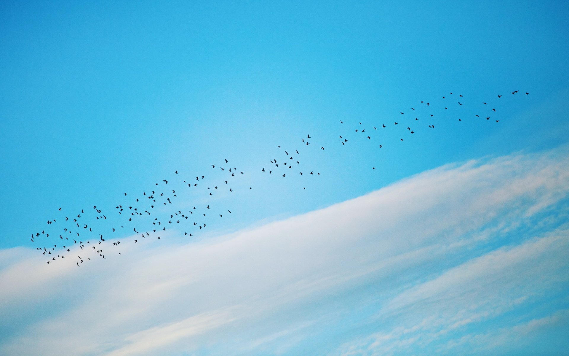 oiseaux minimalisme nature ciel