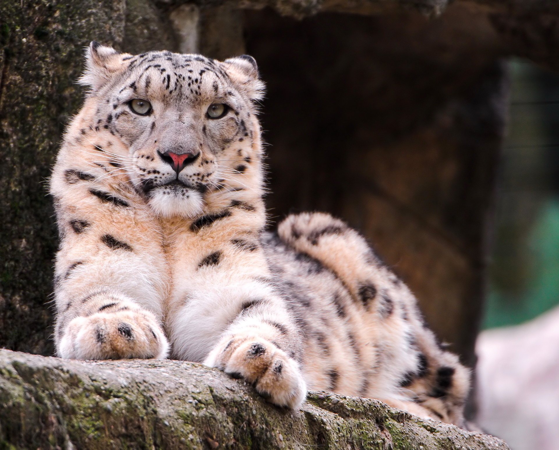 snow leopard leży snow leopard irbis pysk poważny