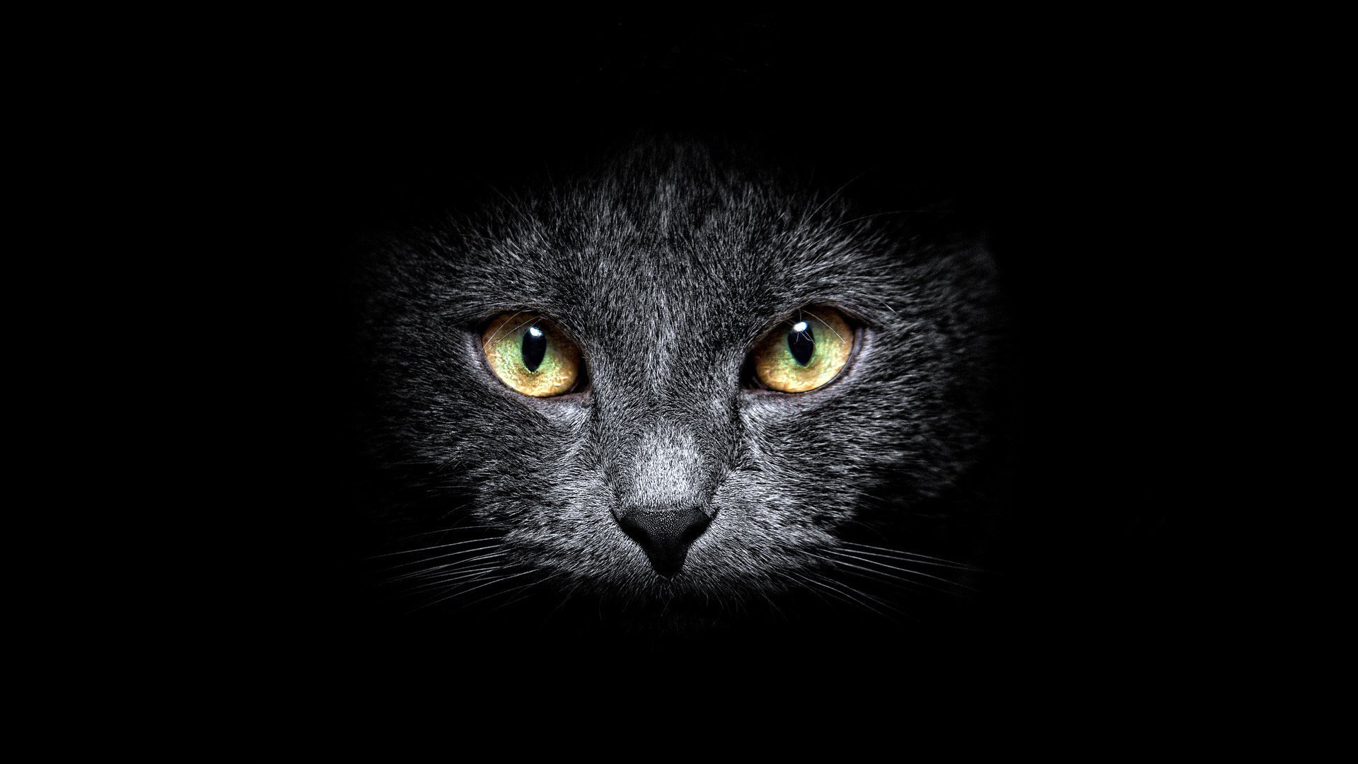 black cat face eyes look background grey mustache