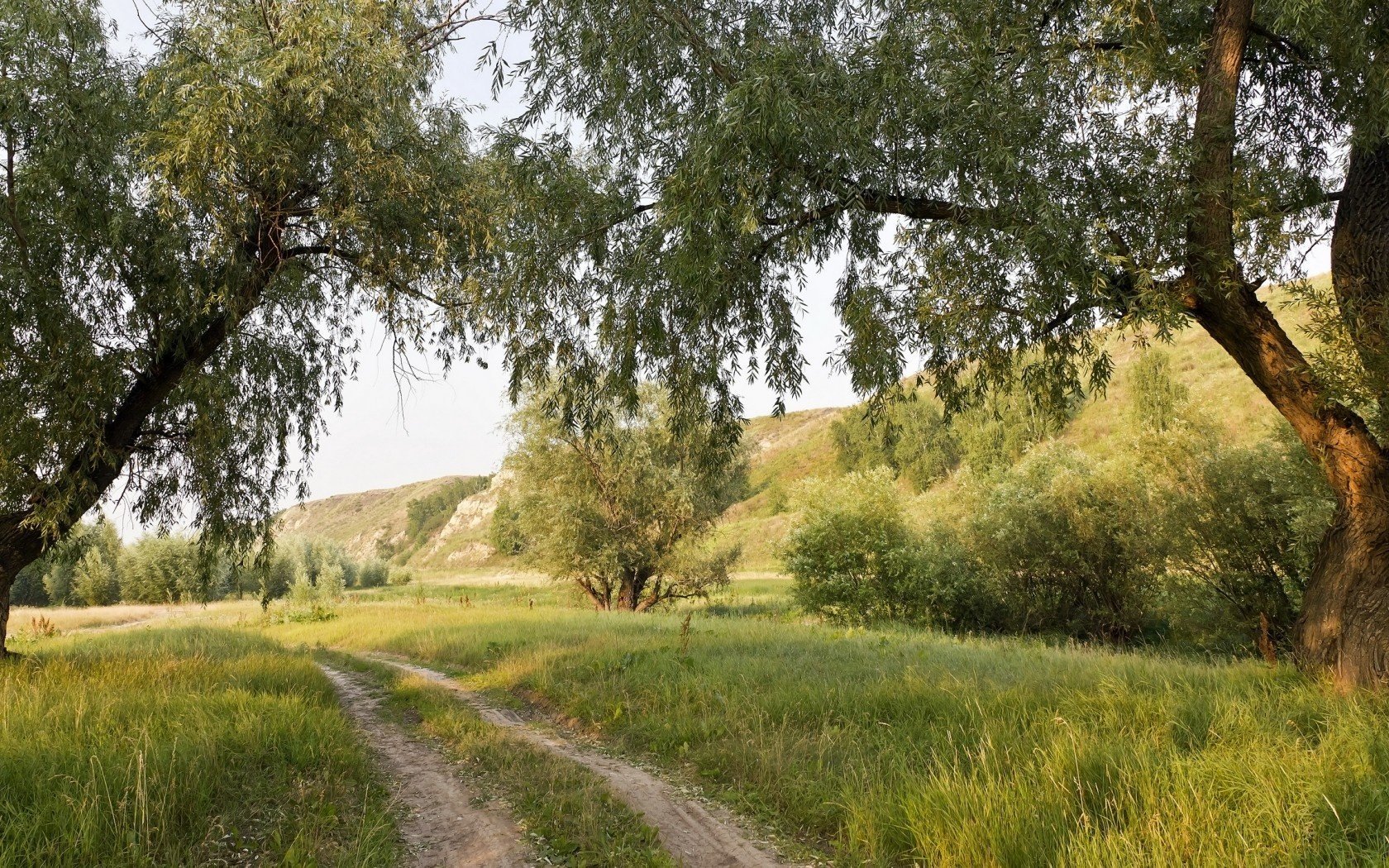 trees nature road summer landscape