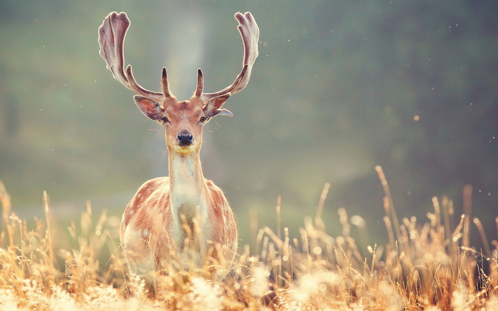 naturaleza ciervos invierno