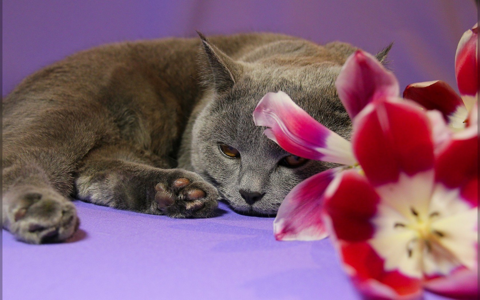 tulipan kwiat kot