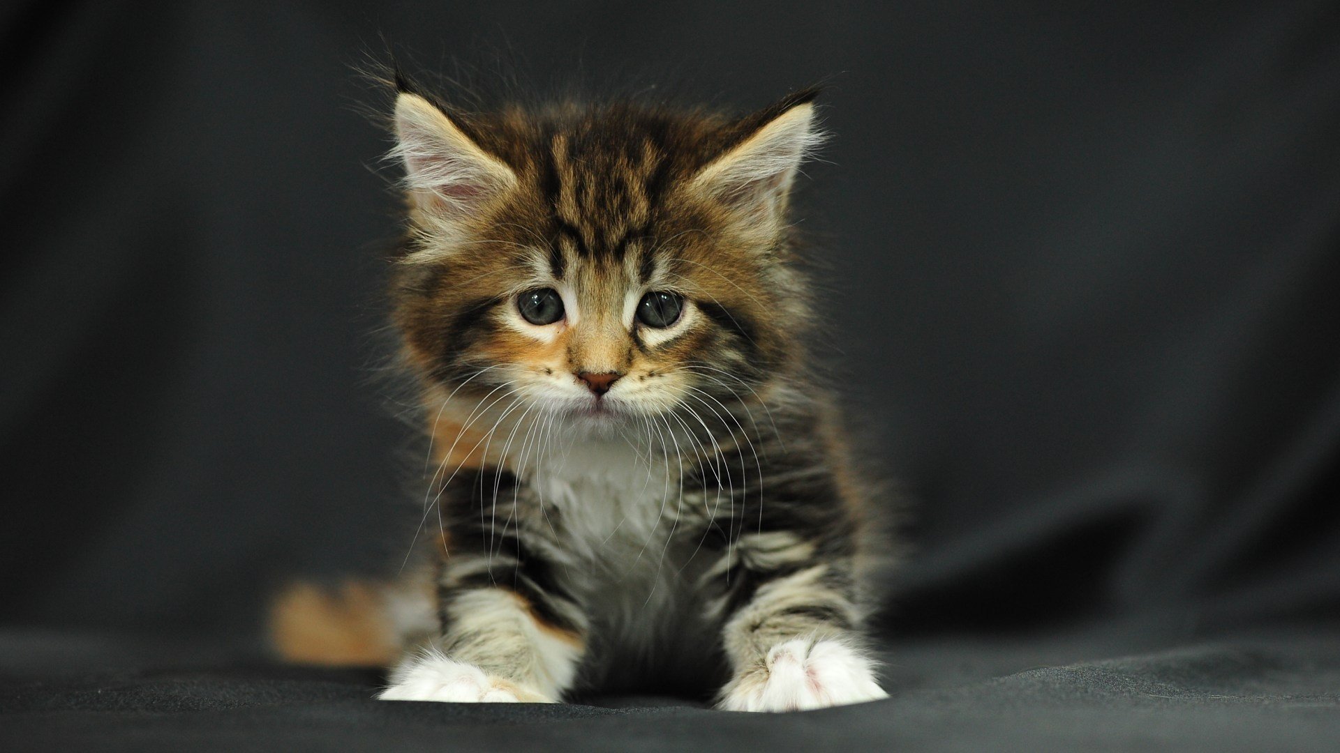 chaton petit tricolore rayé moelleux