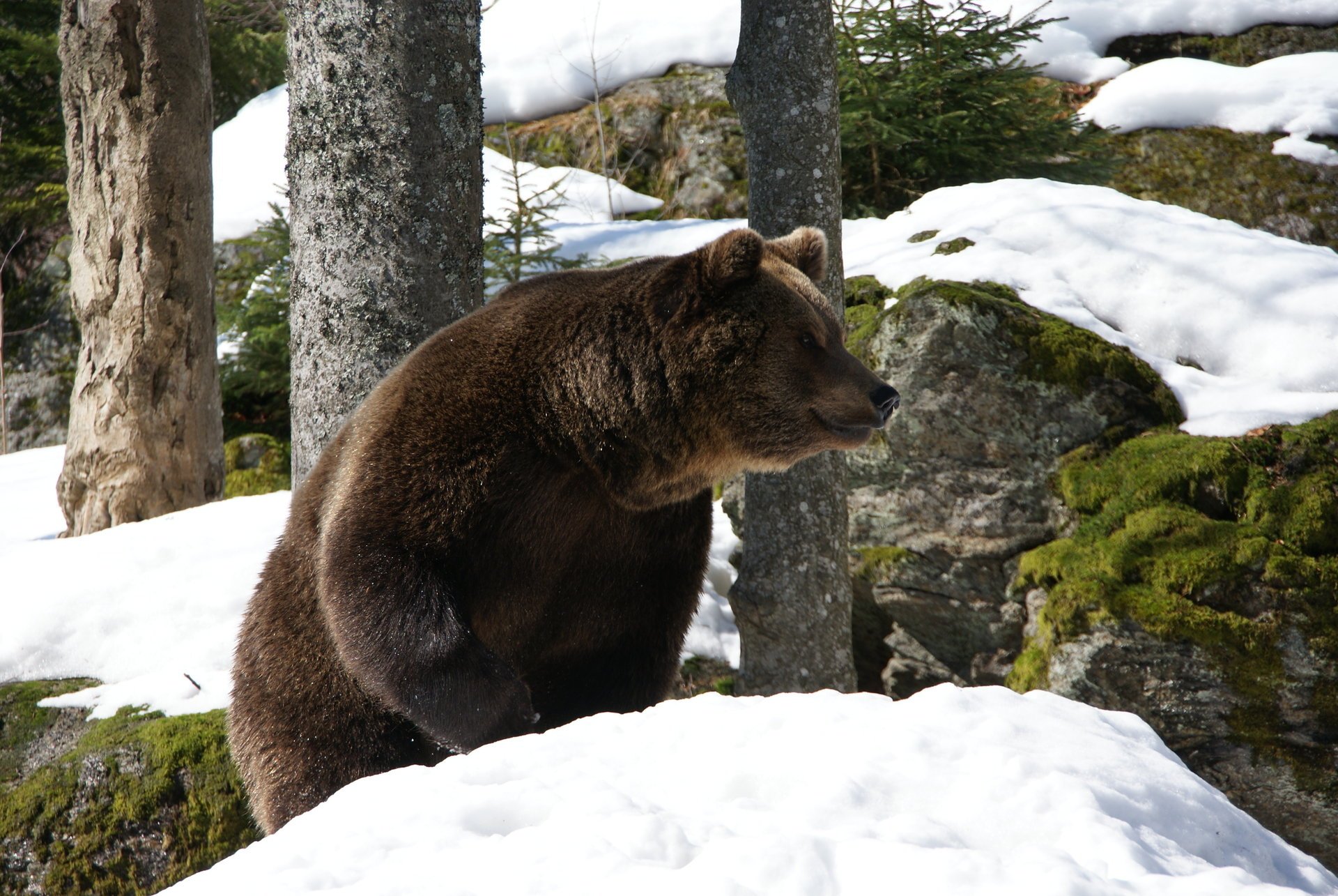 european eurasian