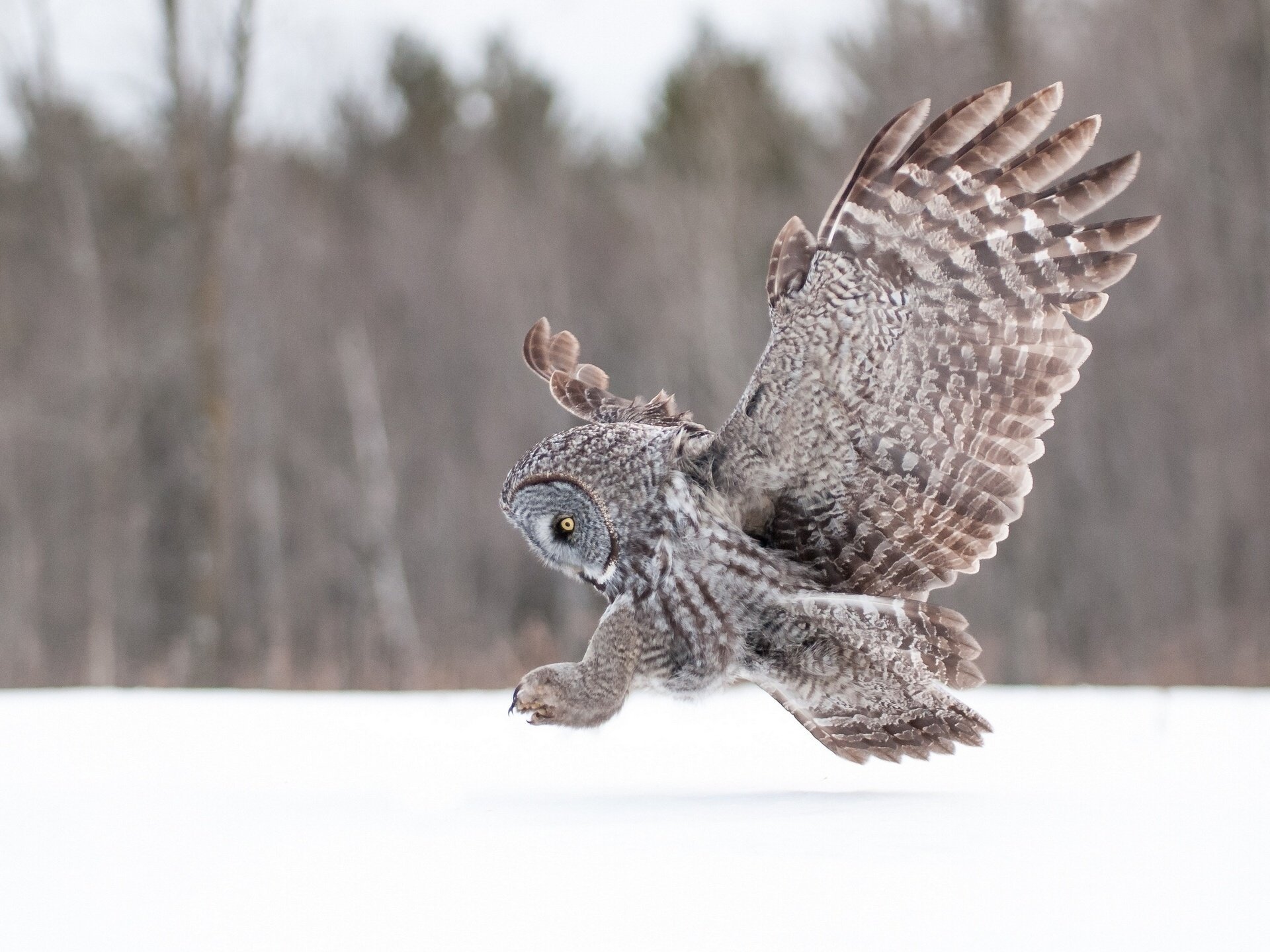 barbu hibou ailes